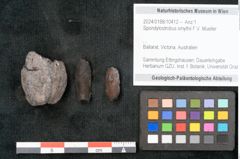Foto (Objekt + Etikett) von Spondylostrobus smythii F.V. Mueller (NHMW-GEO-2024-0188-10412)